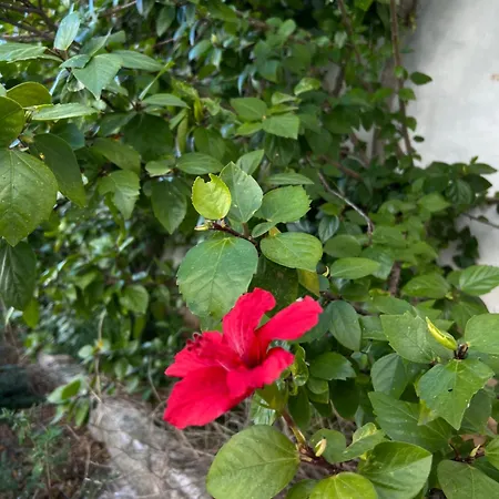 Mongofre 农家乐 马翁