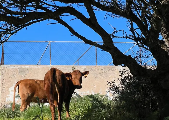 Mongofre Alojamento de Turismo Rural