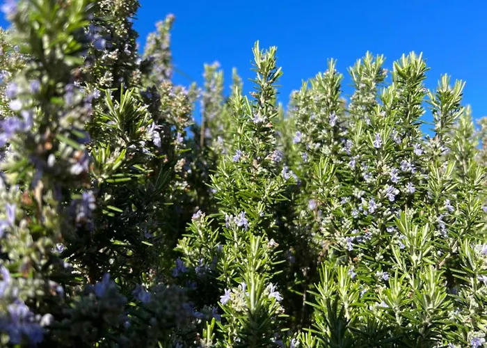 Mongofre Κατάλυμα σε φάρμα