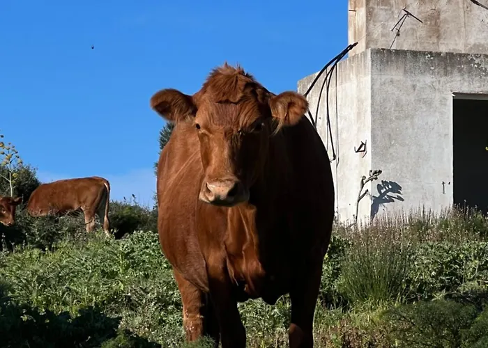 Κατάλυμα σε φάρμα Mongofre